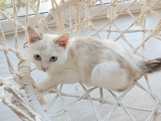 Голубоглазая Блондинка😻Бэлла, 3 месяца.
Очень ласковая и нежная девочка.
Игривая, активная, любит играть в..