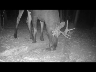 В Жигулевском заповеднике поделились кадрами лося 

Фотоловушка заповедника поймала в кадр самца лося, у..