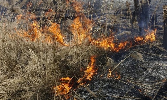 ❗️В Самарской области сохраняется высокая пожароопасность лесов

Объявлен оранжевый уровень опасности -..