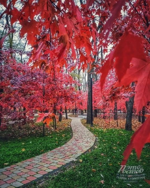 🍁Красные клёны в парке Осеннем на..