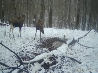 😍В Башкирии запечатлели влюбленных лосей 
 
Нежные ласки самки и самца снял на видео участковый инспектор..