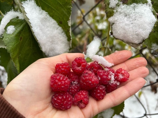 🗣Нижегородцы продолжают хвастаться морозным урожаем..