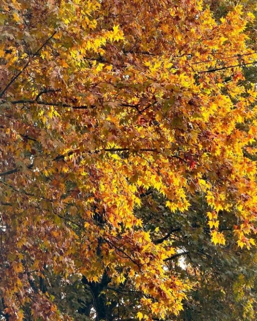 Осень на улицах Сочи🍁

Фото..