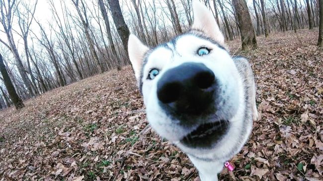 🐕 Сегодня, 23 ноября, еще отмечается Пpaздник coбaк и дoбpoты.

Давайте поздравим наших любимых четвероногих!..