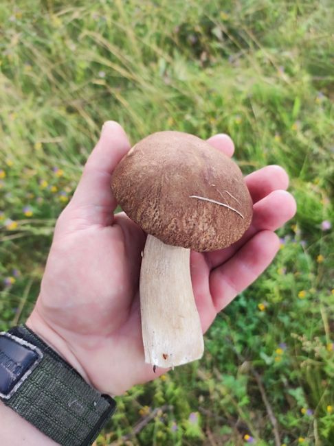 🍄 Грибники из Ростовской области, делитесь своими «трофеями». А вы уже ходили за грибами в этом сезоне?..