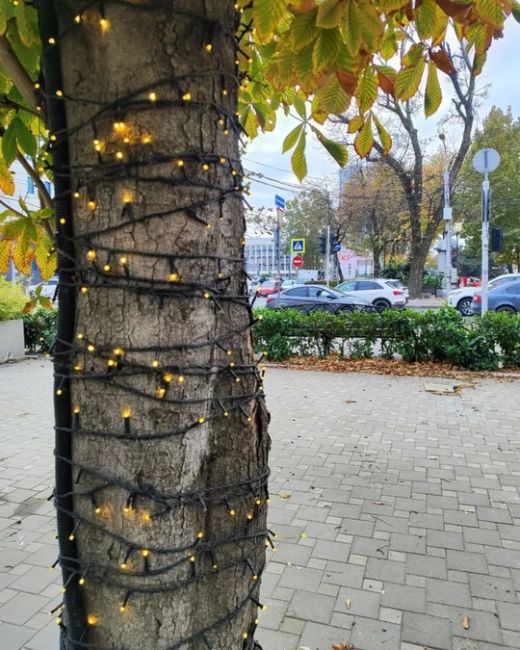 В гостях на Красной 🎄 Ну что сказать: Парк Галицкого поглощает город - и это хорошая новость 😇😂

 Конечно же..