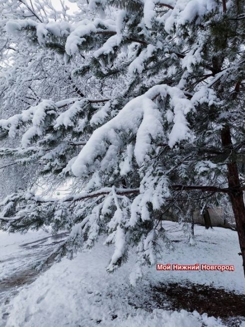 Снежное утро в Гагинском районе. Ждем у..