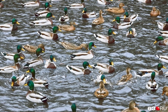 🦆 Массовое нашествие уток в парке..