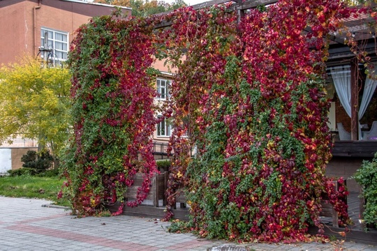 Осень в Абрау - Дюрсо! 😊🍁🍂🍁 
Фото: Sega..