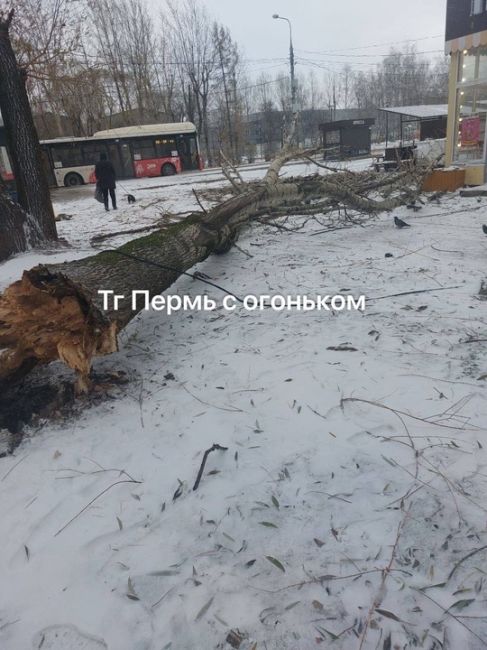 Рядом с остановкой м-р Крохалева упало дерево на пешеходную..