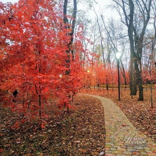 🍁Красные клёны в парке Осеннем на..