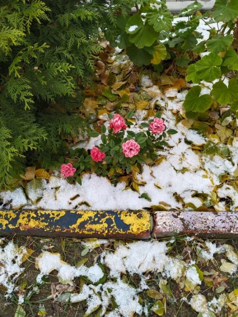 А в Родниковой Долине тем временем зацвели ноябрьские розы! 🌹😍

Разве это не чудо природы?..