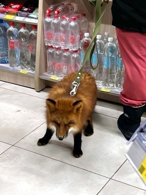 В Волгограде в одном из супермаркетов встретили «домашнюю» лисичку! 🦊

Впрочем, что здесь необычного?..