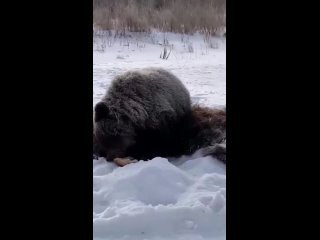 Медвежья драма на Камчатке: медвежонок несколько часов провел на трассе рядом со сбитой автомобилем..