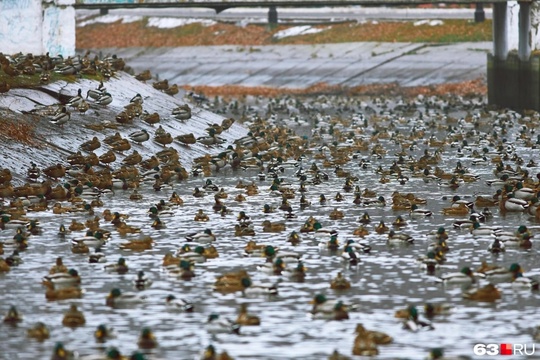 🦆 Массовое нашествие уток в парке..