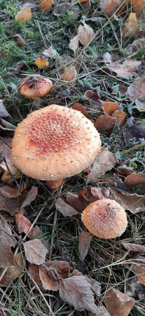 🍄‍В этом году сезон грибов не закончится! 
 
Они радуют грибников даже в такую погоду. 
 
И помните, всегда..