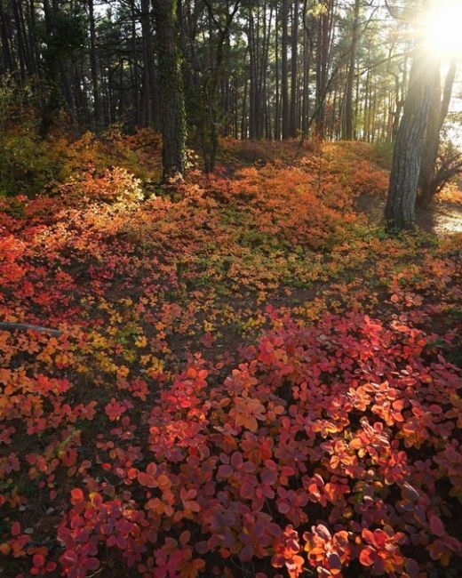 Прогулка по различным тропам между Дивноморским и Прасковеевкой 🍁🍂☀️ 
Прекрасные виды, яркие краски и..