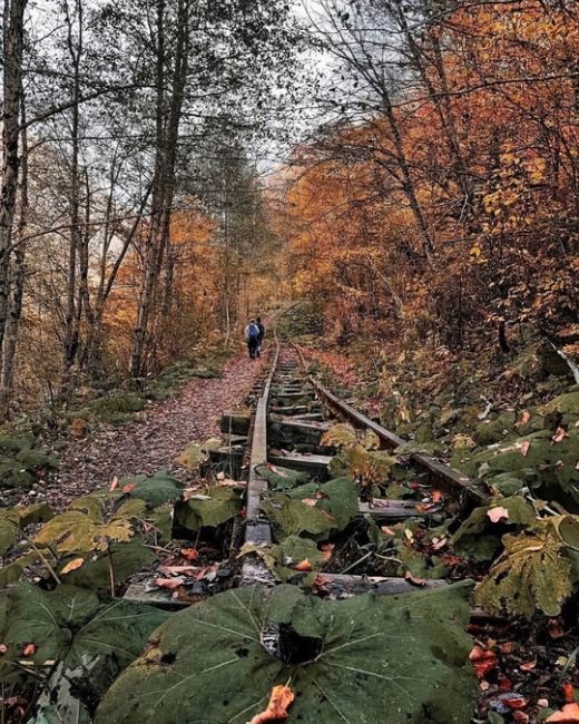 Путь от Гуамки до Мезмая по узкоколейной железной дороге ❤️

Фото:..