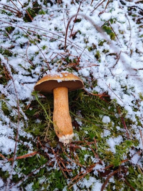 🍄‍В этом году сезон грибов не закончится! 
 
Они радуют грибников даже в такую погоду. 
 
И помните, всегда..