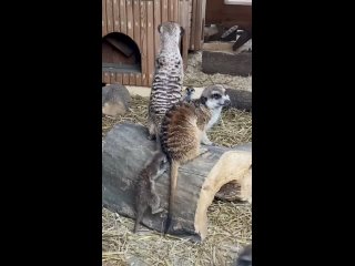 Видео: Большереченский..