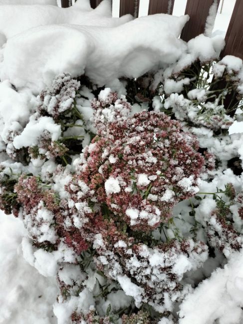 За 12 часов снегопада в Пермском крае выпало в городах:
❄️Чернушка - 23 мм (сразу 40% месячной нормы, в основном..