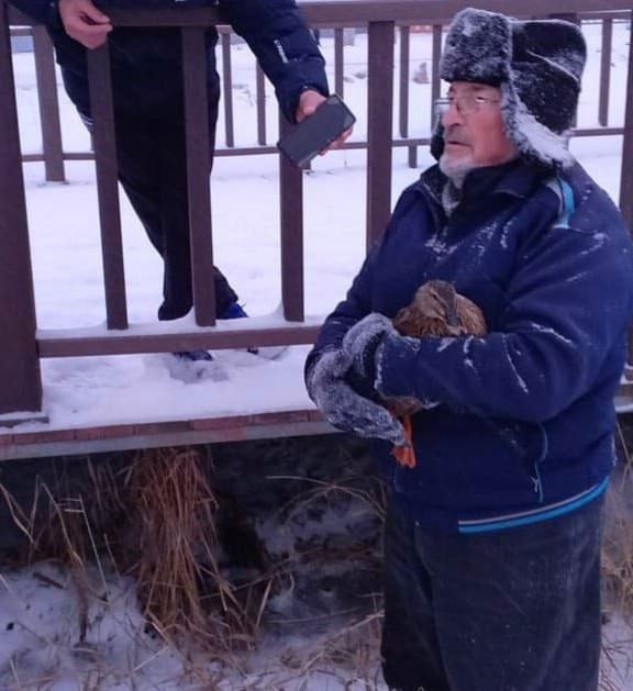 В Карасуке спасли двух замерзающих уток

На одном из водоемов Карасука жители заметили оставшуюся на льду..