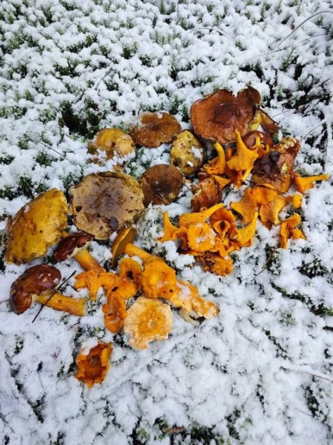 🍄‍В этом году сезон грибов не закончится! 
 
Они радуют грибников даже в такую погоду. 
 
И помните, всегда..