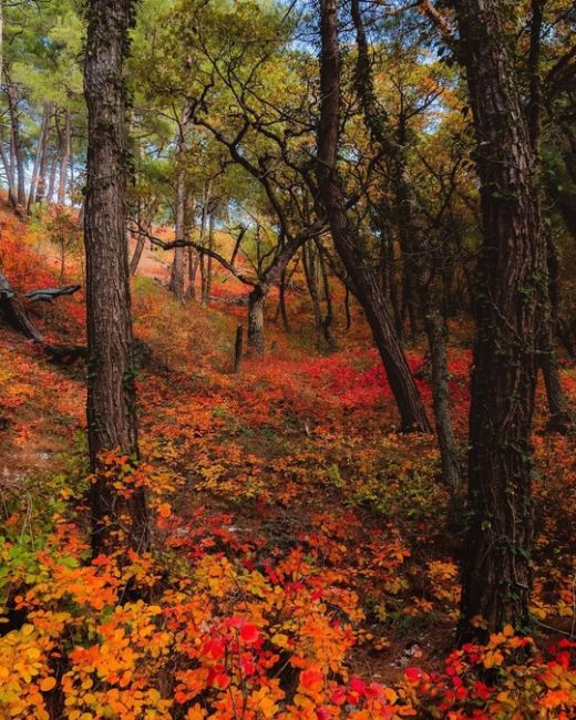 Квинтэссенция осени на Черноморском побережье 😍

Фото..