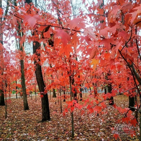 🍁Красные клёны в парке Осеннем на..