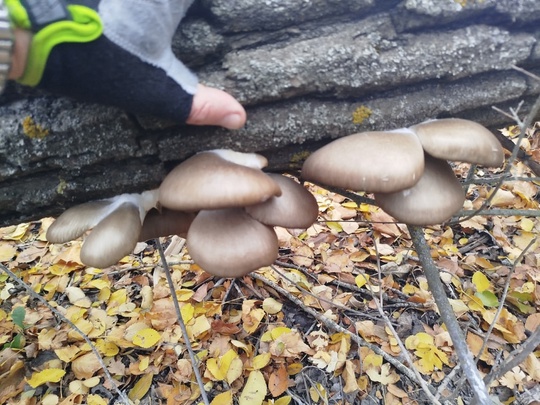 🍄 Грибники из Ростовской области, делитесь своими «трофеями». А вы уже ходили за грибами в этом сезоне?..