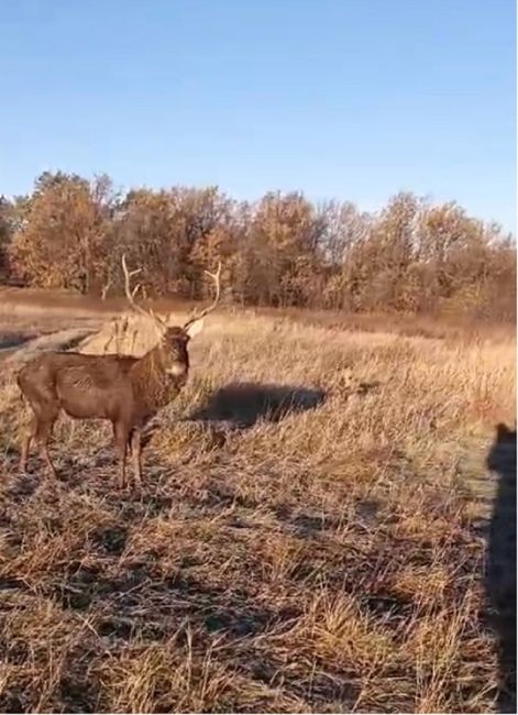 🦌В Башкирии фермер приютил марала 
 
Марал, который бродил по деревням в Дюртюлинском районе , совершенно не..