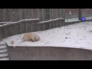 Радости полные лапы 🐾

Предлагаем отвлечься от новостей и насладиться кадрами с резвыми медведицами из..