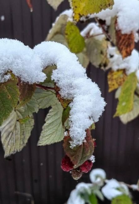 🗣Нижегородцы продолжают хвастаться морозным урожаем..