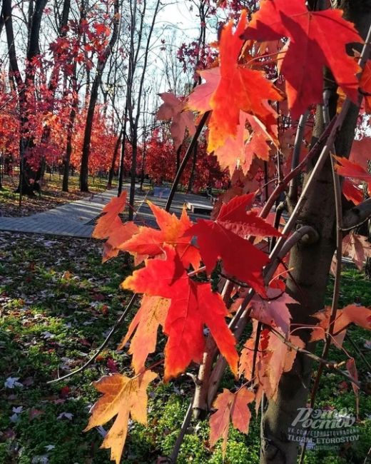 🍁Красные клёны в парке Осеннем на..