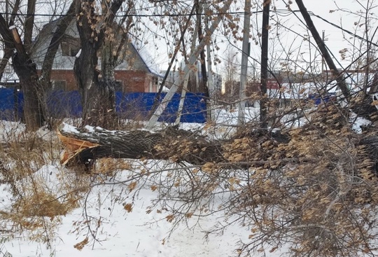 На улице Радищева огромное дерево упало в нескольких метрах от семьи с ребенком

«Мы шли по пешеходной..