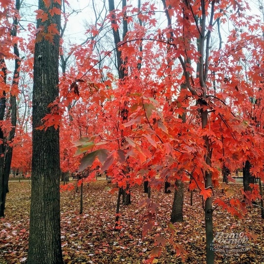 🍁Красные клёны в парке Осеннем на..