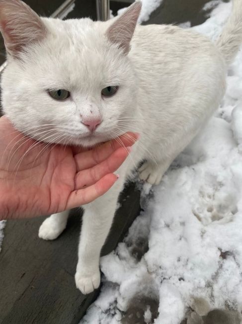 Котик пол года скитался у магазина. Днем сидел у порога, ночью куда то уходил, начались холода, добрая девушка..