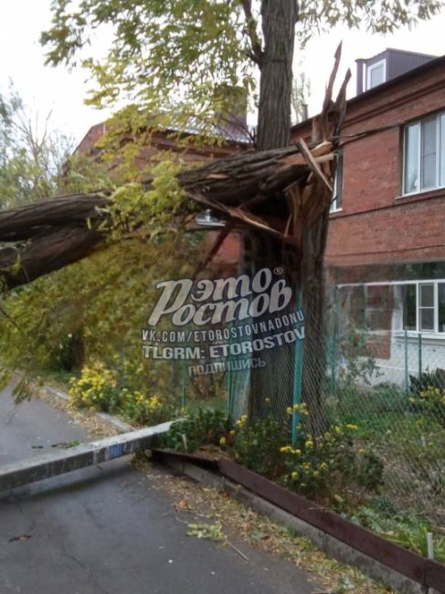 ⚠️🌳 Тем временем ветер с порывами до 30 м/с повалил сотни деревьев Таганроге, Батайске и Азове. Тысячи людей..