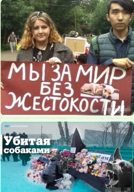 По факту нападения собаки на девушку следователи Омска начали проверку

Напомним, пес набросился на омичку..