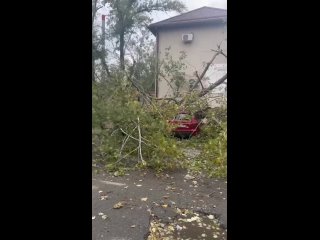 В Аксае огромное дерево упало на пять автомобилей на улице Дружбы, на парковке детского образовательного..