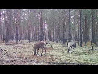 🗣️Настоящая мужская борьба за самку запечатлела фотоловушка в Керженском заповеднике

Видео:..