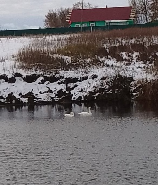 В населённом пункте Алое Поле, расположенном в Панинском районе, уже две недели обитают два лебедя. Птицы не..