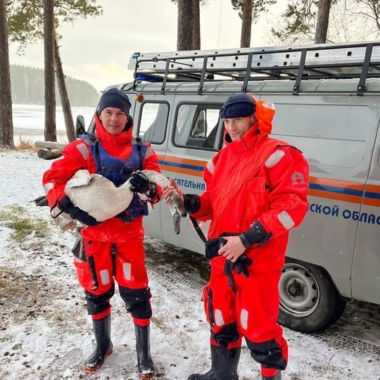 🦢 В Кыштыме спасли раненого лебедя.

Стая из двенадцати белых птиц остановилась на отдых на Дехановом пруду,..