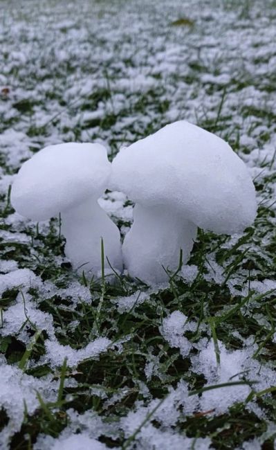 🍄‍В этом году сезон грибов не закончится! 
 
Они радуют грибников даже в такую погоду. 
 
И помните, всегда..