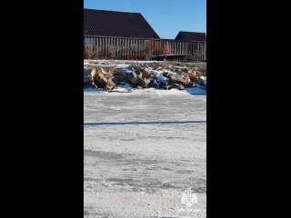 😢Собака дождалась: тело мужчины, который провалился на велосипеде под лед в Башкирии, найдено на четвертый..