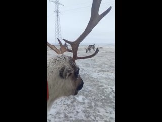 🦌В Башкирии фермер приютил марала 
 
Марал, который бродил по деревням в Дюртюлинском районе , совершенно не..