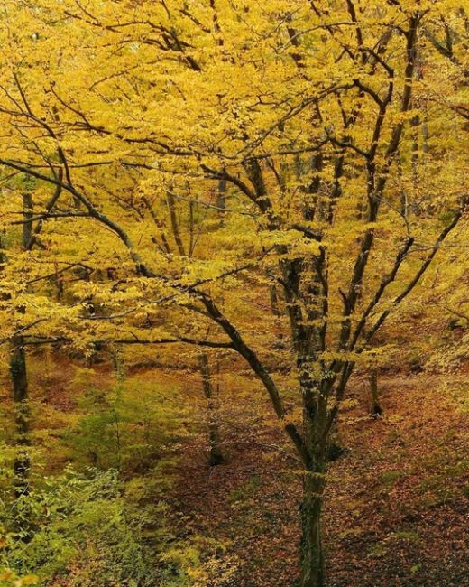 Прогулка по эко-тропе в Абрау-Дюрсо 🍂🍁😍

Фото..