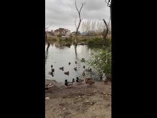 Семейство очаровательных уточек в пруду в «Родниковой Долине»! 🦆🦆🦆

Такие они миленькие!..