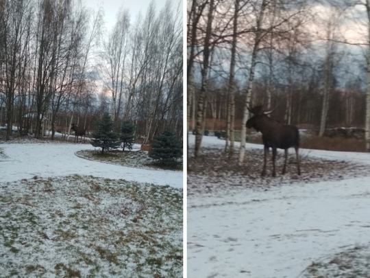 Уходящие выходные запомнились петербурженке тем, что она встретила лося в Приморском районе. Сохатый гулял..