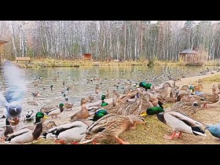 Нашествие уток в Балатовском парке. Интересно, куда они улетают, когда пруд замёрзнет?..